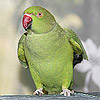 Vartotojo avataras