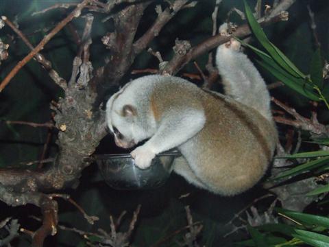 didysis storasis loris.JPG