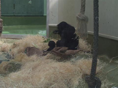 bonobo mama su mazyliu.JPG