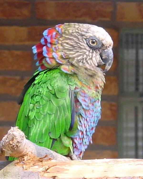 Hawk-headed%20parrot.jpg