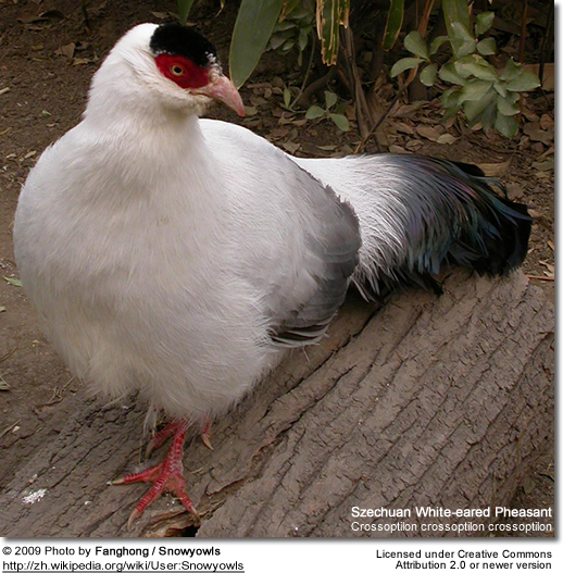 SzechuanWhiteearedPheasant.jpg