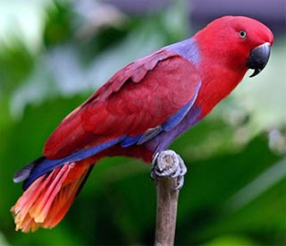 eclectus_2.jpg