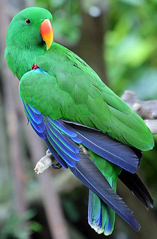 eclectus_1.jpg