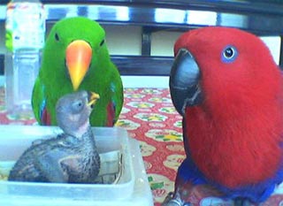 eclectus7.jpg