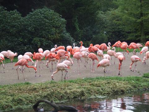 flamingai.JPG