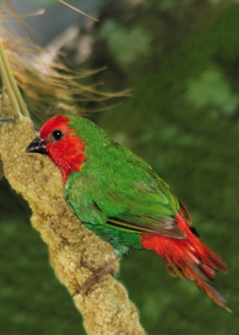 RedHeadedParrotFinch.jpg