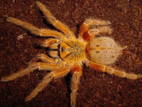 Pterinochilusmurinus.jpg