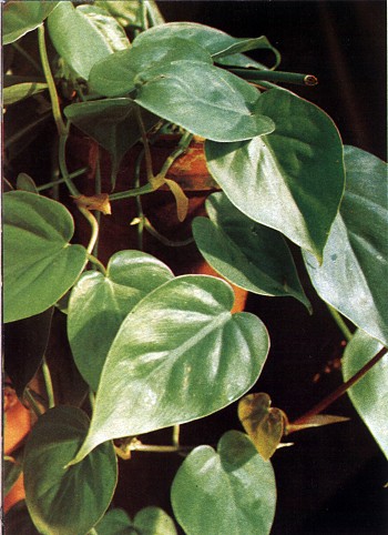 Philodendron1.jpg