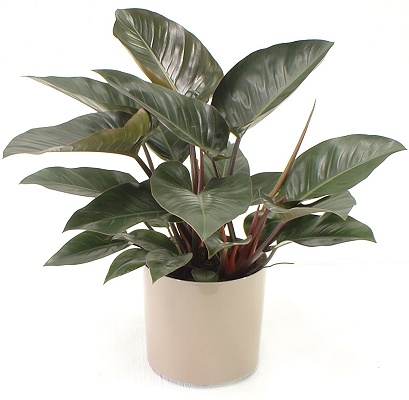 Philodendron2.jpg