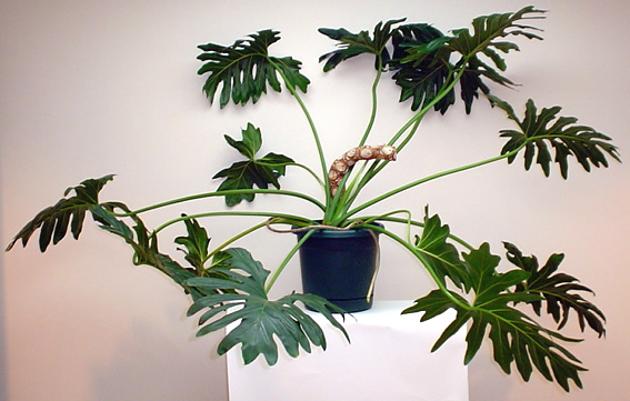 Philodendron3.jpg