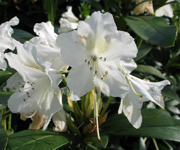 Rododendron2.jpg