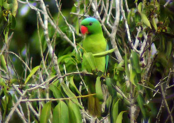 blue-naped-parrot.jpg