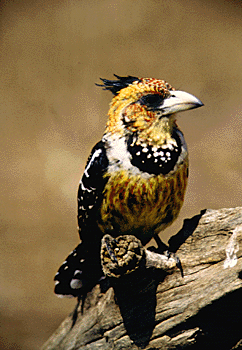 crested_barbet.gif