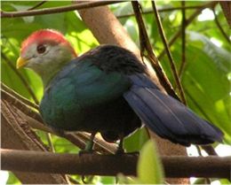 260px-Red_crested_turaco.jpg