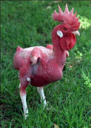 fetherless chicken.jpg