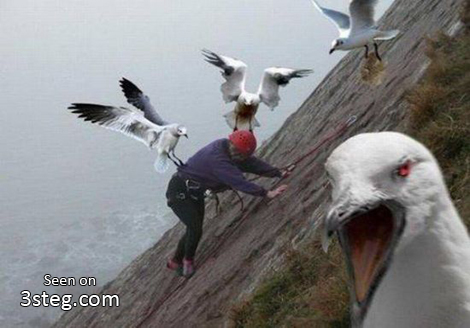 birdsattacking.jpg