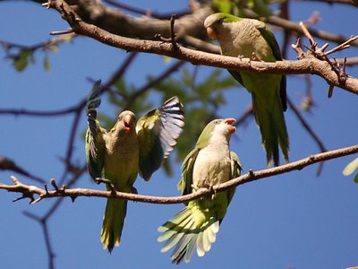 monk parrots.jpg