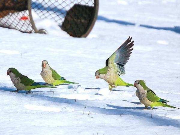 snow_parrots1-773172.jpg