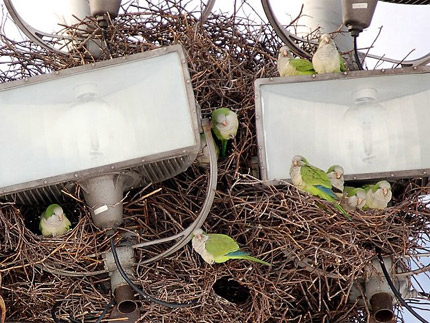 monk parrots.bmp