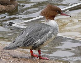 260px-Mergus_merganser_G%C3%A4nses%C3%A4ger2.jpg