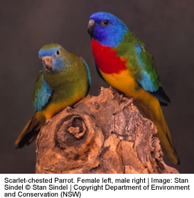 scarlettchestedparakeet.jpg