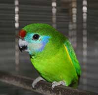 Fig-Parrot.jpg
