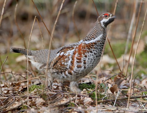 Jerubė-–-Bonasa-bonasia-–-Hazel-Grouse-E.Kavaliausko-nuotr..jpg