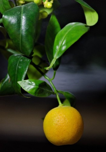 mandarinas (1 of 8) (Small).jpg