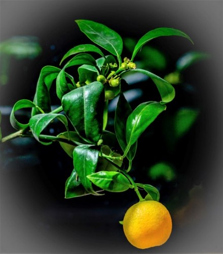 mandarinas (5 of 8) (Small).jpg