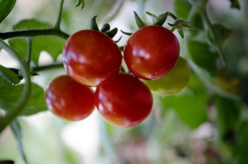 pomidorai (2 of 5) (Small).jpg