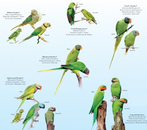 Parrots-of-India_i-1.jpg