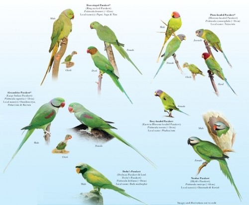 Parrots-of-India_ii.jpg