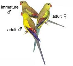 Regent_Parrot_D2.jpg