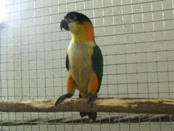 gyvunai_136_498 (Small).jpg