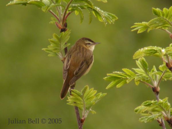 sedge_warbler_2_e.jpg