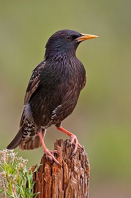 260px-European_Starling_2006.jpg