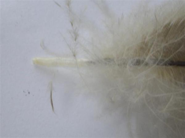 CIMG3140 (Small).JPG