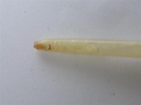 CIMG3139 (Small).JPG