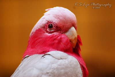 Pink-Parrot.jpg